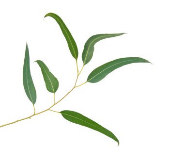 Okaliptüs dalı yakın çekim