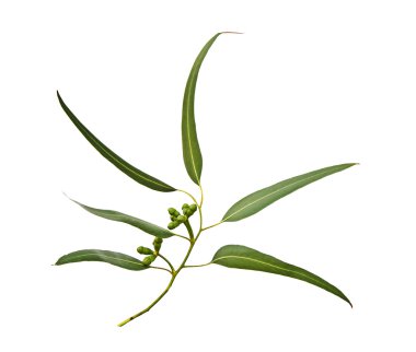 Okaliptüs dalı yakın çekim