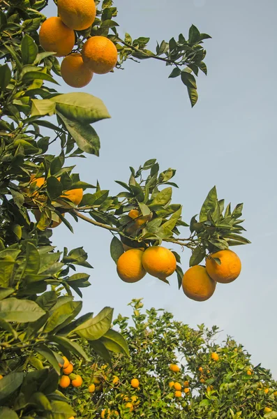 Laranjas maduras na árvore — Fotografia de Stock