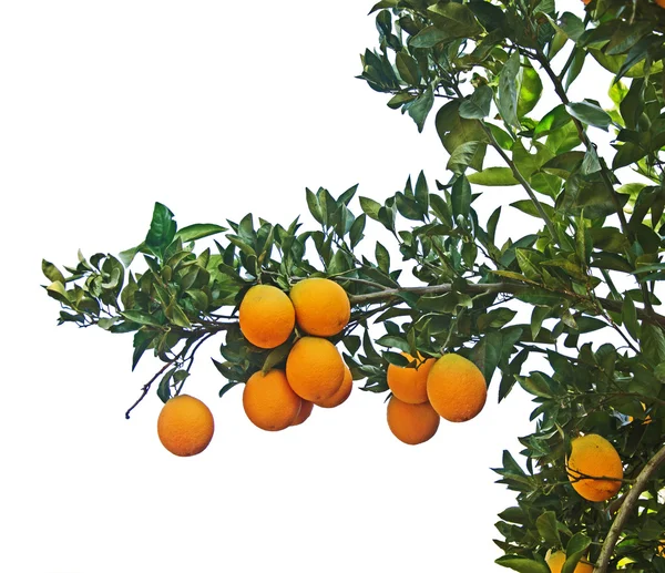 Ripe oranges on tree — Stock Photo, Image