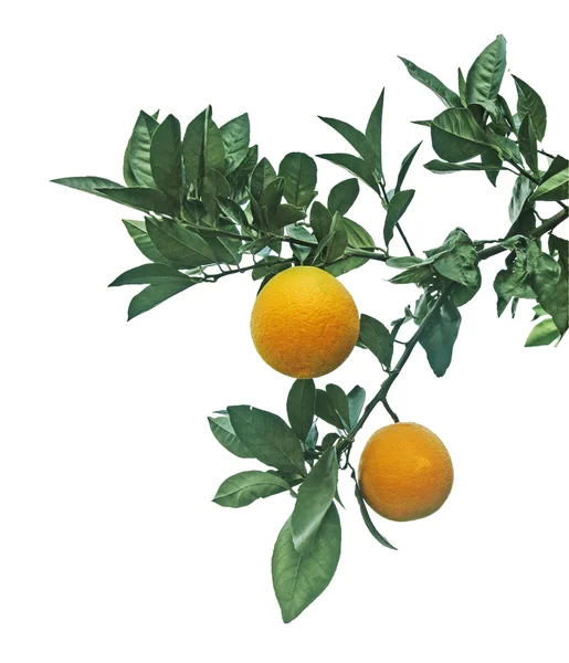 Naranjas maduras en el árbol — Foto de Stock