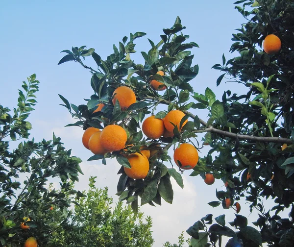 Reife Orangen auf Ästen — Stockfoto