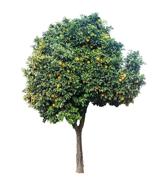 Laranja árvore no fundo branco — Fotografia de Stock