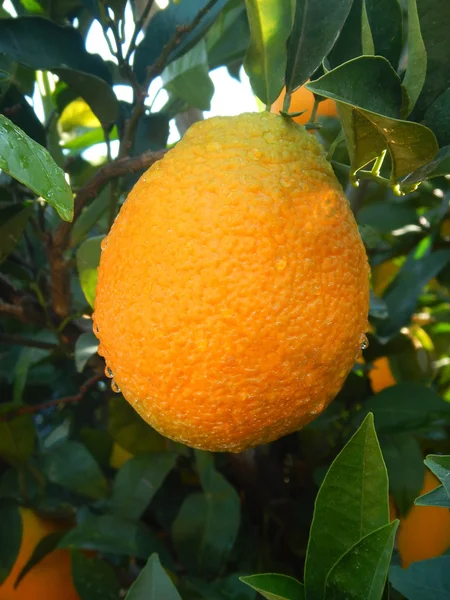 Oranges mûres sur l'arbre — Photo