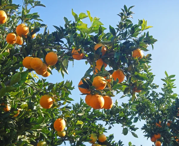 Oranges mûres sur l'arbre — Photo