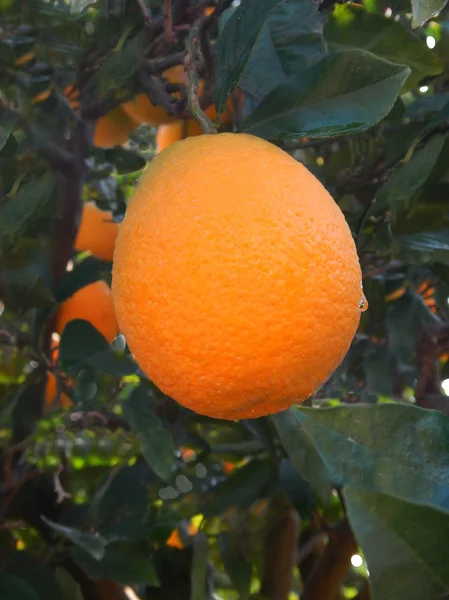 Laranjas maduras na árvore — Fotografia de Stock