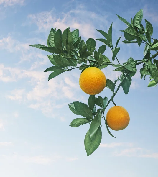 Reife Orangen am Baum — Stockfoto