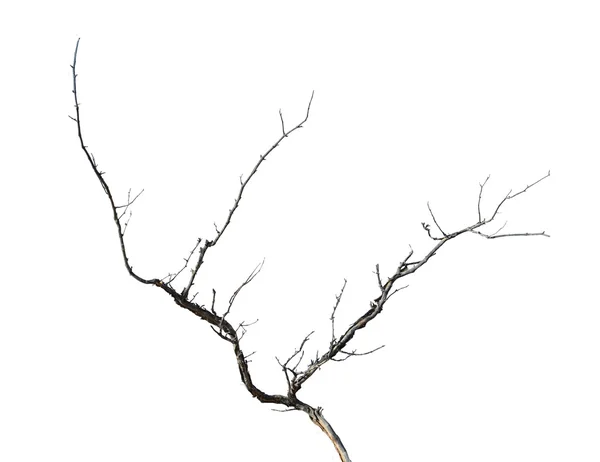 Primer plano de la rama seca — Foto de Stock