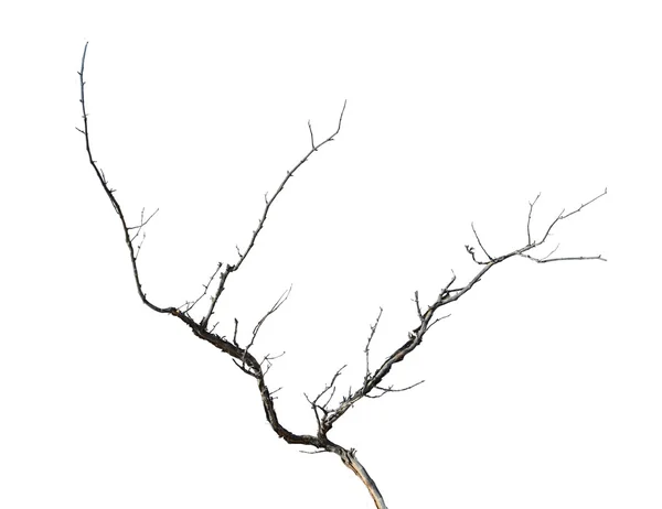 Close up of dry branch — Stock Photo, Image