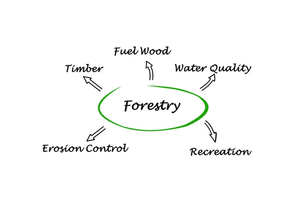 Presentatie van Diagram van de bosbouw — Stockfoto