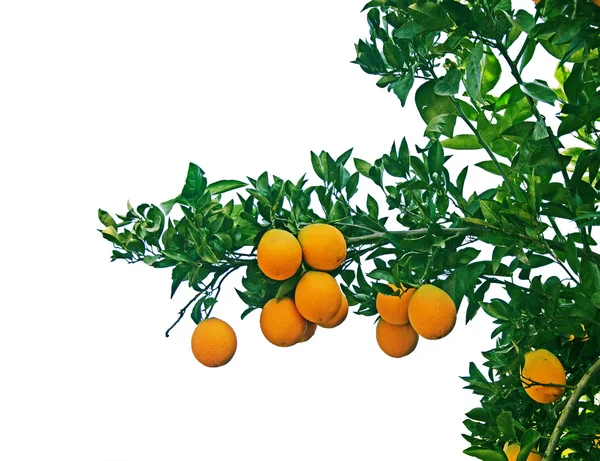 Naranjas maduras en el árbol — Foto de Stock