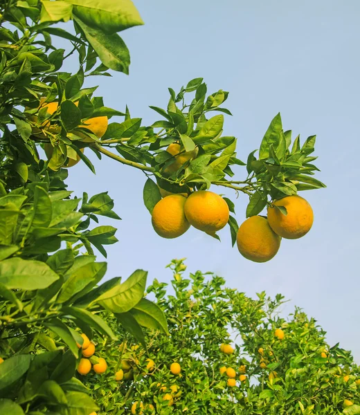 Rijp sinaasappelen op boom — Stockfoto