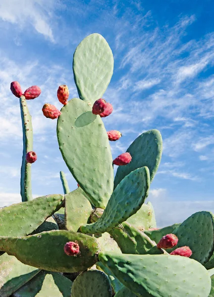 Gros plan sur les cactus — Photo