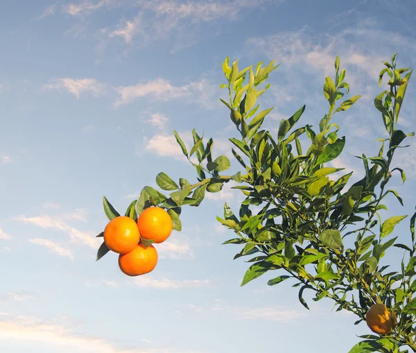 Tangerines on branch   at autumn — Stock Photo, Image