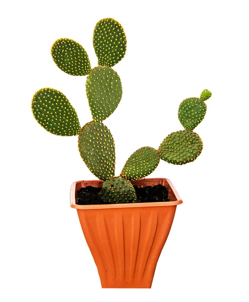 Opuntia cactus geïsoleerd op witte achtergrond — Stockfoto