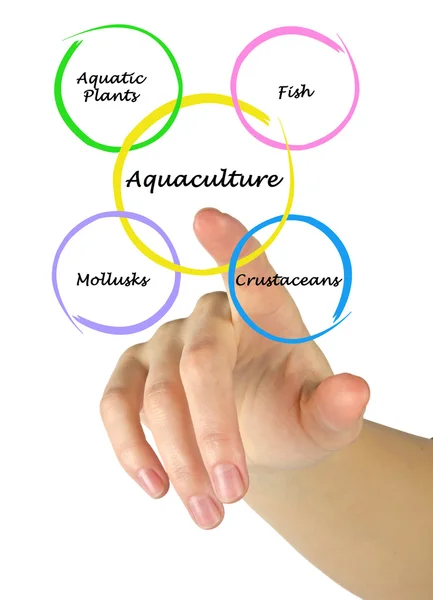 Prezentację, diagramu akwakultury — Zdjęcie stockowe