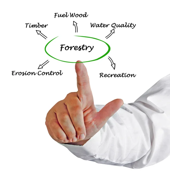 Diagram az erdőgazdálkodás bemutatása — Stock Fotó