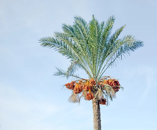 Palma no fundo do céu — Fotografia de Stock