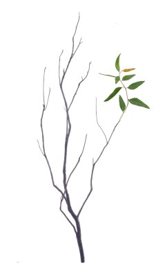 Kuru bir dal yaprak ile