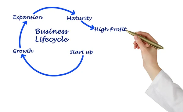 Diagram över Business livscykel — Stockfoto