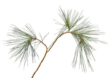 çam dalı beyaz arkaplanda izole edildi