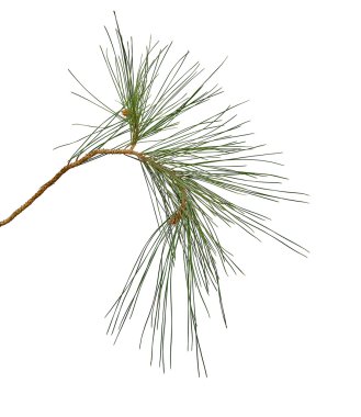 çam dalı beyaz arkaplanda izole edildi