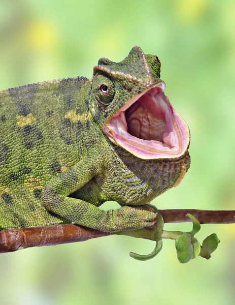 Detailní záběr chameleon na větvi — Stock fotografie