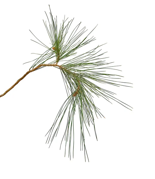 白い背景に孤立した松の枝 — ストック写真