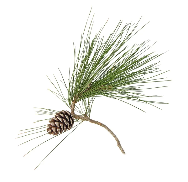 Pine branch with cones isolated on white background Royalty Free Stock Photos