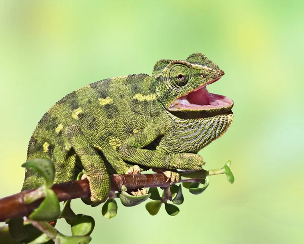 Närbild av kameleont — Stockfoto