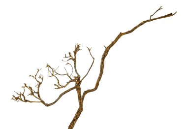 Kuru dalı yakın çekim 