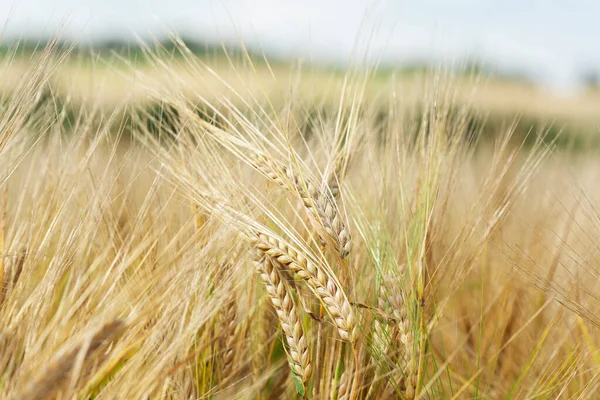 Close up of ripe ears of barley in a field. Field of barley in a summer day. Harvesting period.