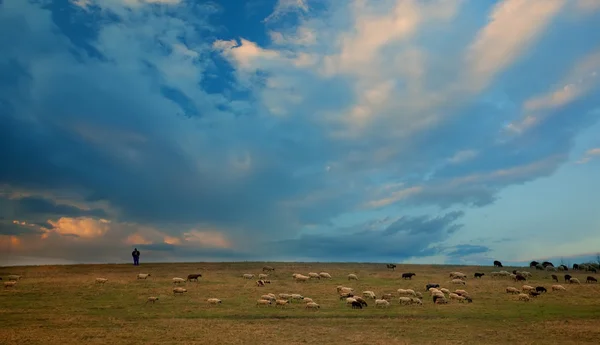 Blue sky and sheeps — Foto Stock