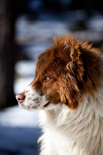 Mavi gözlü köpek portre — Stok fotoğraf