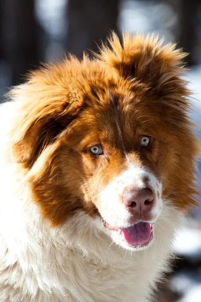 Mavi gözlü köpek portre — Stok fotoğraf