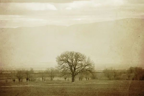 Vintage träd bakgrund — Stockfoto