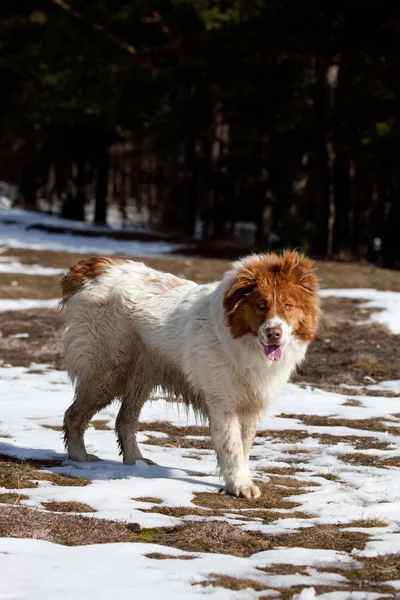 Bulgarischer Hund im Winter — Stockfoto