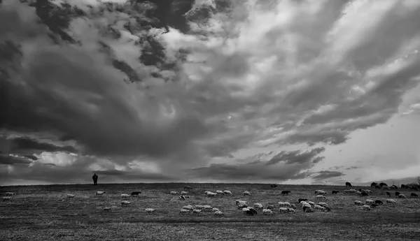 Bw tierische Landschaft — Stockfoto