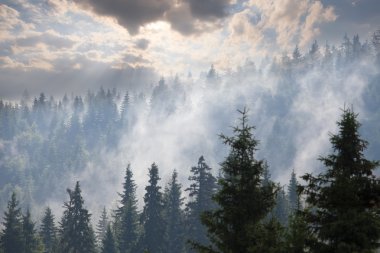 Sabah Çam Ormanı 
