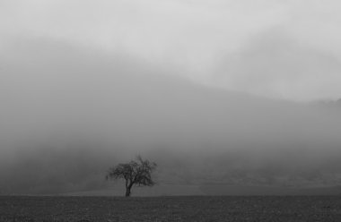 dağ gölü yakınında yalnız kel ağaç doğal siyah beyaz çekim