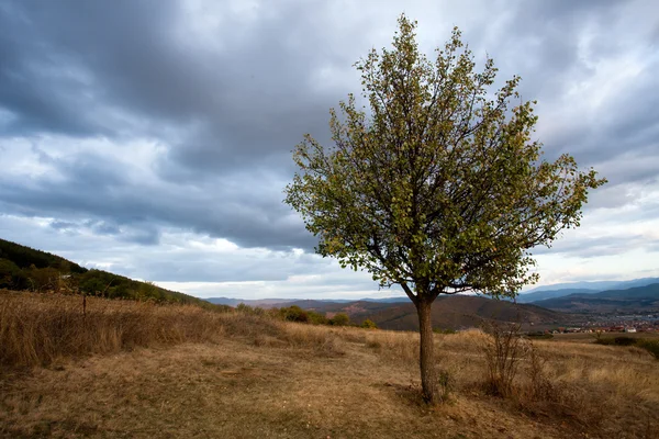 Naturskön Bild Lugnt Landskap Med Ensamt Träd Fält Molnigt Himmel — Stockfoto