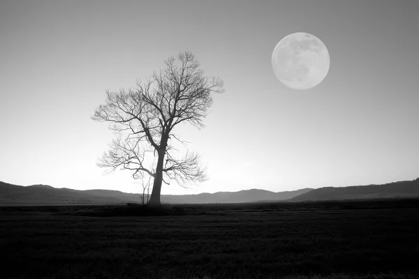 Árbol bw y la luna —  Fotos de Stock