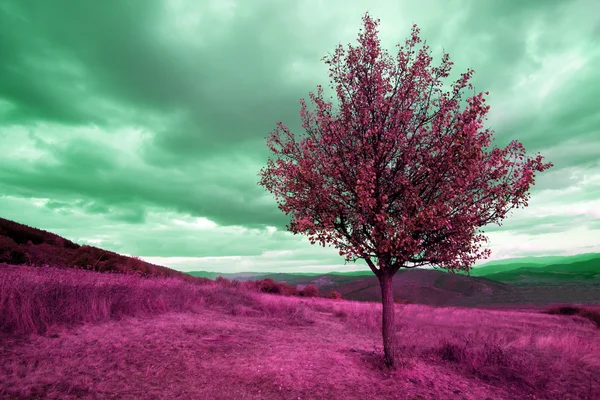 Červené infračervený strom pozadí — Stock fotografie