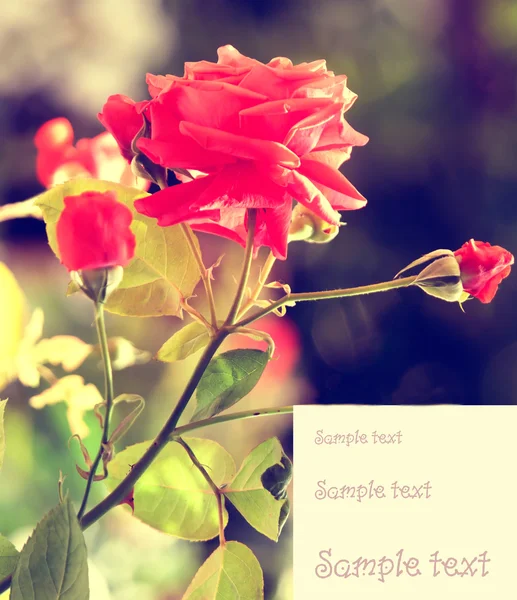 Floral card desigh — Stock Photo, Image