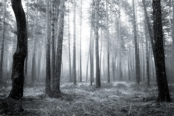 Spooky Abstract Black White Fogy Forest Spring Sunrise — Stock Photo, Image