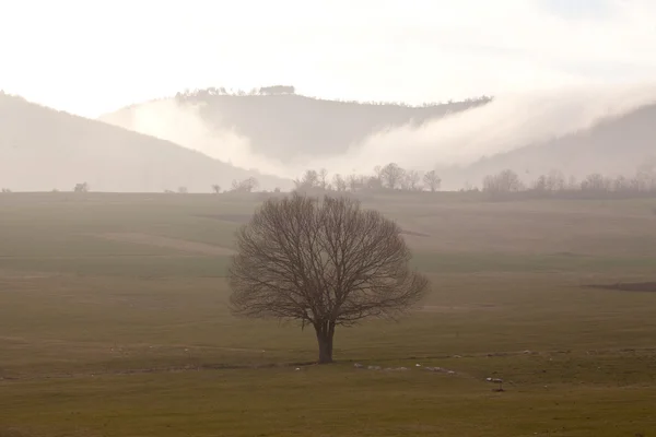 Luftaufnahme Eines Riesigen Baumes Auf Einer Grünen Mit Nebel Bedeckten — Stockfoto