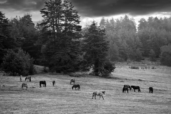 Cena Preto Branco Tiro Paisagem Tranquila Com Cavalos Prado Floresta — Fotografia de Stock