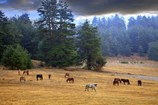 Cavalos perto de floresta de primavera — Fotografia de Stock