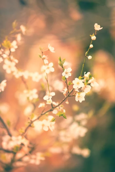 Fondo del árbol de primavera — Foto de Stock