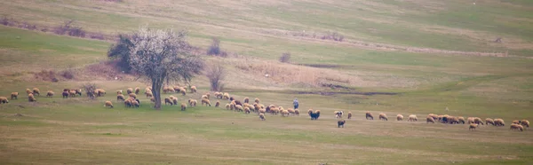 Dağ Çayırında Otlayan Koyun Ile Sakin Manzara Panoramik Çekim — Stok fotoğraf